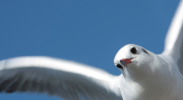 ostsee-schluck.de
